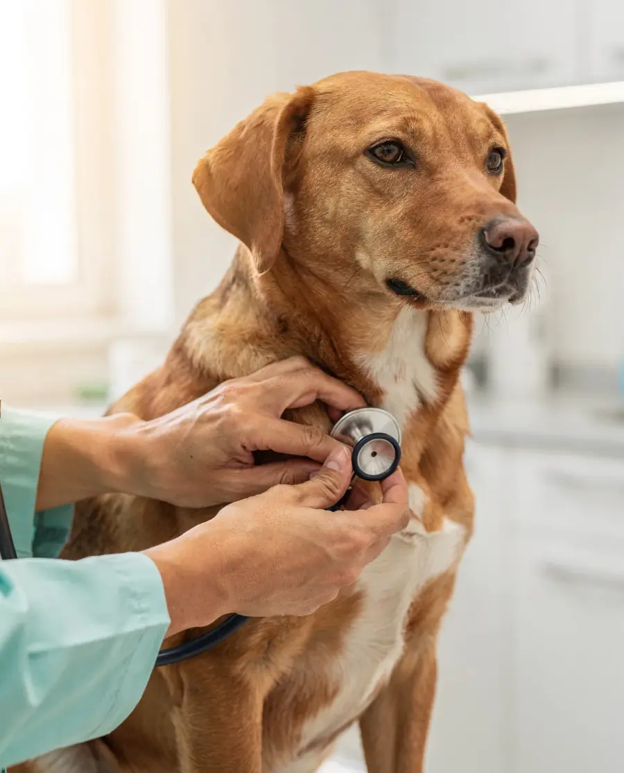 Mãos de veterinária auscultando um cachorro caramelo com estetoscópio