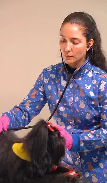 Veterinária da Pet Seguro, de jaleco estampado, auscultando um cachorro no consultório