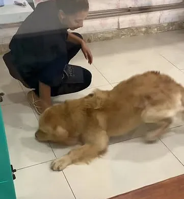 Golden retriever deitado tranquilo no chão do espaço de banho